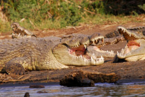 Read more about the article Crocodile Market