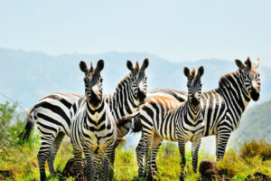 Read more about the article Nechisar National park