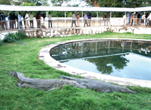 Read more about the article Arba Minch Crocodile Ranch