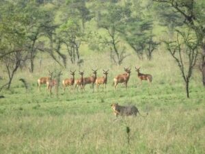 Read more about the article Maze National Park