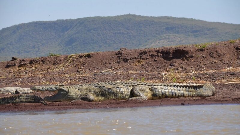 Image of Lake Chamo in Arba Minch, Ethiopia