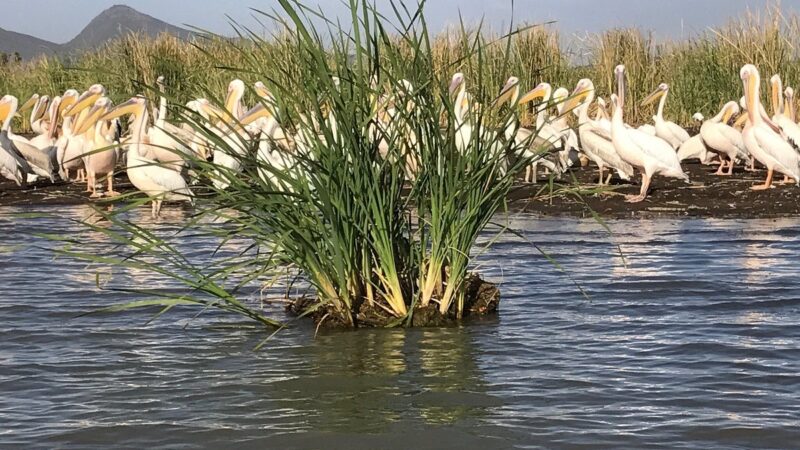 Image of Lake Chamo in Arba Minch, Ethiopia