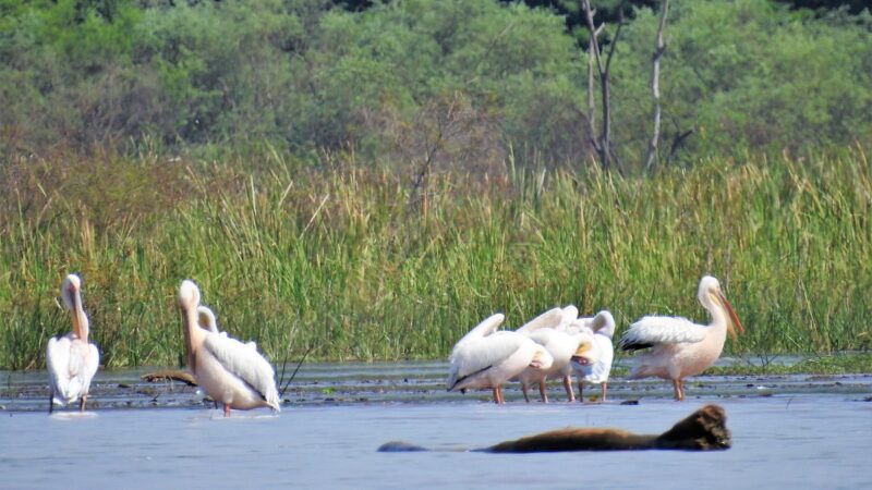 Image of Lake Chamo in Arba Minch, Ethiopia