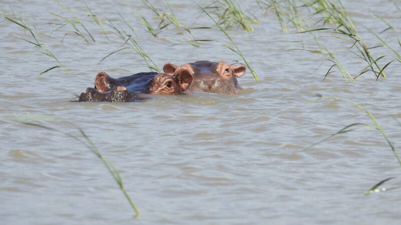Image of Lake Chamo in Arba Minch, Ethiopia