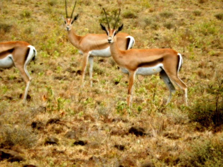 Wild life in Nech National Park