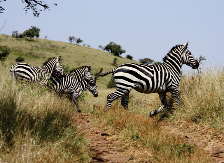 Wild life in Nech National Park
